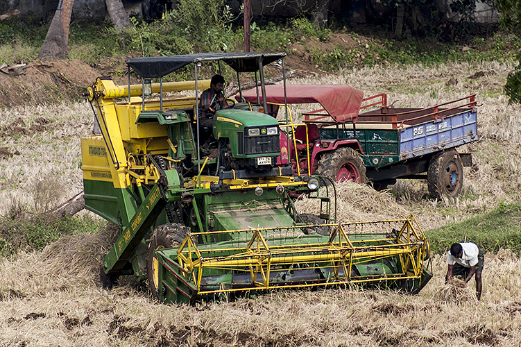 Harvesting 1-Madurai